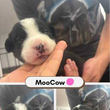MooCow -  Australian Shepherd and American Staffordshire Terrier Dog for Adoption in Phoenix, Arizona - MooCow | PetCurious