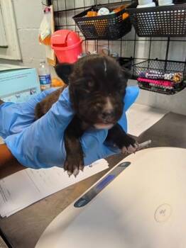 Beast Boy -  Pit Bull Terrier Dog for Adoption in Mobile, Alabama - Beast Boy | PetCurious
