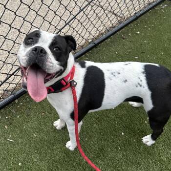 Mixed Breed Dogs Available for Adoption in Philadelphia, Pennsylvania - Panda Girl | PetCurious