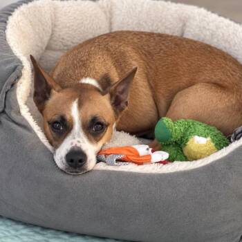 PERSEPHONE -  Chihuahua Dog for Adoption in Cranston, Rhode Island - PERSEPHONE | PetCurious