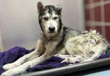 Lobo- Senior boy who just wants love. -  Husky Dog for Adoption in Conway, South Carolina - Lobo- Senior Boy Who Just Wants Love. | PetCurious