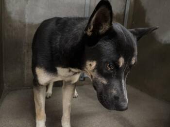 German Shepherd Dog and Mixed Breed Dogs Available for Adoption in San Bernardino, California - OLIVER | PetCurious
