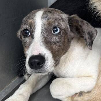 Hendrix -  Australian Shepherd Dog for Adoption in Columbus, North Carolina - Hendrix | PetCurious