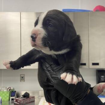Bernese Mountain Dog Dogs Available for Adoption in Abilene, Texas - Teresa | PetCurious