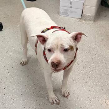 Doja -  Pit Bull Terrier Dog for Adoption in Indianapolis, Indiana - Doja | PetCurious