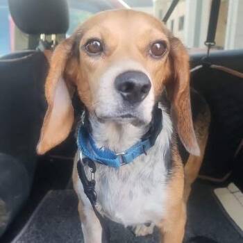 Maria -  Mixed Breed Dog for Adoption in Fredericksburg, Virginia - Maria | PetCurious
