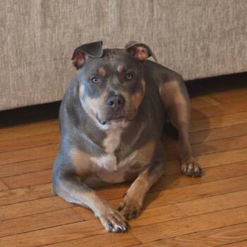 Freyja -  American Bully Dog for Adoption in Attica, Michigan - Freyja | PetCurious
