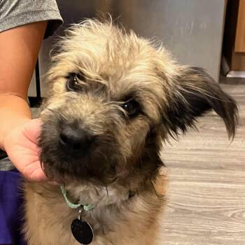 Hector -  Wheaten Terrier and Mixed Breed Dog for Adoption in Fredericksburg, Virginia - Hector | PetCurious