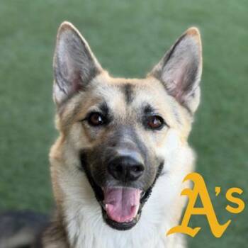 Little Bo Peep -  German Shepherd Dog Dog for Adoption in Sacramento, California - Little Bo Peep | PetCurious