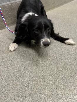 NEERO -  Border Collie and Mixed Breed Dog for Adoption in Las Vegas, Nevada - NEERO | PetCurious