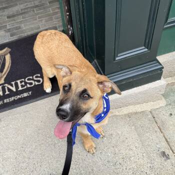 Shepherd and Black Mouth Cur Dogs Available for Adoption in Chatham, New Jersey - Roxie | PetCurious
