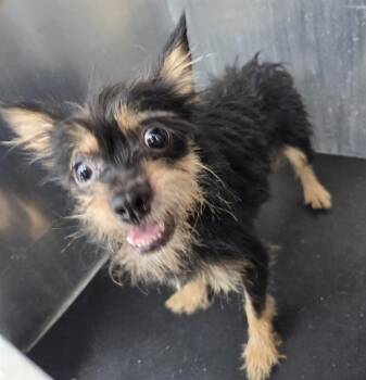 ELVIDO -  Poodle and Chihuahua Dog for Adoption in San Antonio, Texas - ELVIDO | PetCurious