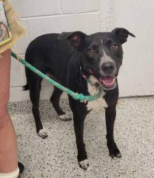 Mixed Breed Dogs Available for Adoption in Kansas City, Missouri - Riley | PetCurious
