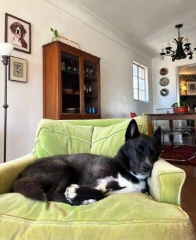 Rescue Husky and Akita Dogs for Adoption in Tucson, Arizona - Simon | PetCurious