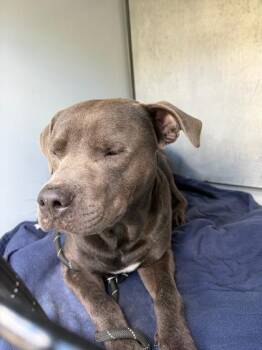 Goober -  Pit Bull Terrier and Mixed Breed Dog for Adoption in Gainesville, Florida - Goober | PetCurious