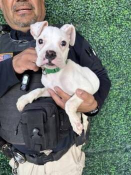 61683637 -  Boxer Dog for Adoption in El Paso, Texas - 61683637 | PetCurious
