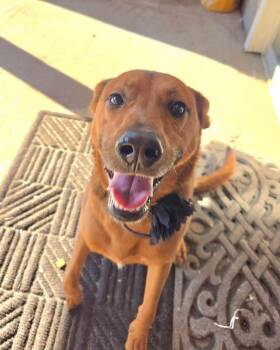 Bella -  German Shepherd Dog Dog for Adoption in Manhattan, Kansas - Bella | PetCurious