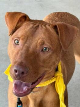 Rescue Chocolate Labrador Retriever Dogs for Adoption in Richmond, Maine - McGraw | PetCurious