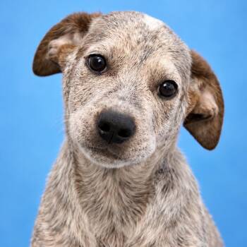 Brownie -  Australian Cattle Dog Blue Heeler Dog for Adoption in Mankato, Minnesota - Brownie | PetCurious
