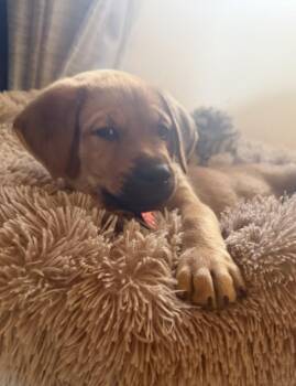 Golden Retriever and Australian Shepherd Dogs Available for Adoption in Oracle, Arizona - Geddy | PetCurious