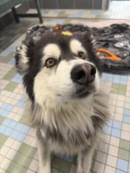 THEO -  Alaskan Malamute Dog for Adoption in Loveland, Colorado - THEO | PetCurious