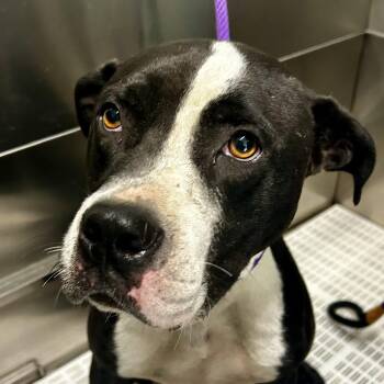 Sheriff 5069 D -  Staffordshire Bull Terrier and Mixed Breed Dog for Adoption in Frankfort, Kentucky - Sheriff 5069 D | PetCurious