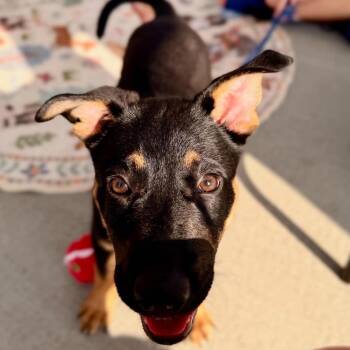 Roxanne -  Mixed Breed Dog for Adoption in Columbus, North Carolina - Roxanne | PetCurious