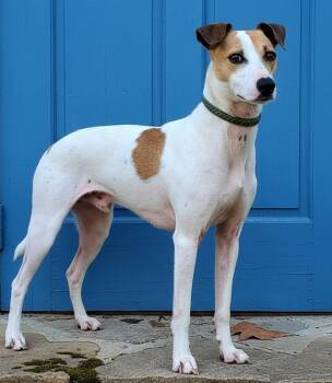 Rat Terrier Dogs Available for Adoption in Franklin, Tennessee - BENJAMIN | PetCurious