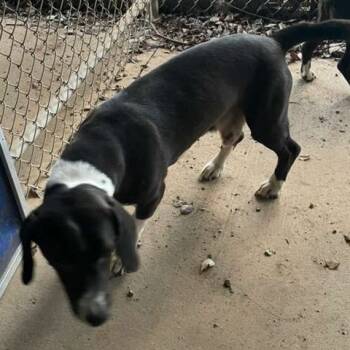 Rescue Mixed Breed Dogs for Adoption in Gadsden, Alabama - ELM 27 | PetCurious