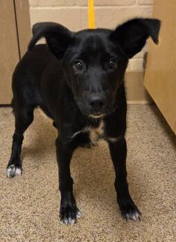 Turtle -  Border Collie Dog for Adoption in Salem, Oregon - Turtle | PetCurious