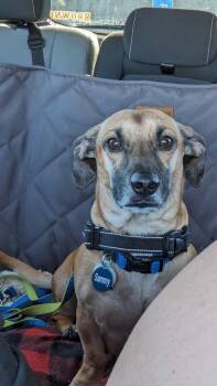 Sammy -  Dachshund Dog for Adoption in Dallas, Texas - Sammy | PetCurious