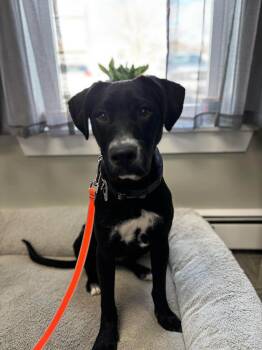 Black Labrador Retriever Dogs Available for Adoption in Portland, Maine - Gracie | PetCurious