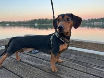 Ollie -  Dachshund Dog for Adoption in Portland, Oregon - Ollie | PetCurious