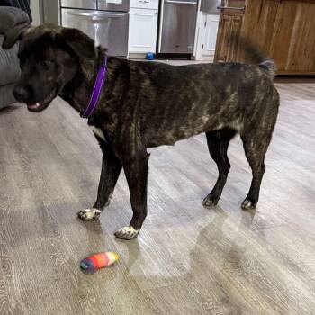 Rescue American Staffordshire Terrier Dogs for Adoption in Fort Worth, Texas - Mia | PetCurious