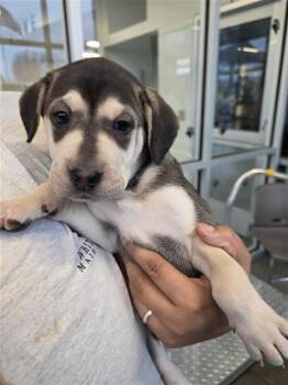Terrier Dogs Available for Adoption - YASAR | PetCurious