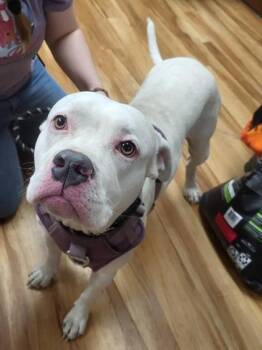 Pit Bull Terrier Dogs Available for Adoption in Canon City, Colorado - Baby | PetCurious