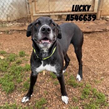 LUCKY -  Mixed Breed Dog for Adoption - LUCKY | PetCurious