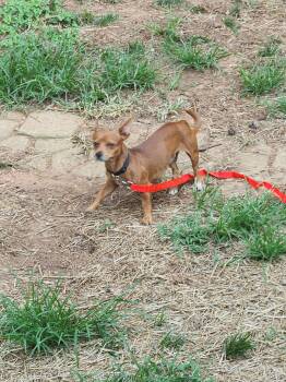 BROWNIE -  Chihuahua and Dachshund Dog for Adoption in Troutman, North Carolina - BROWNIE | PetCurious