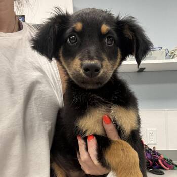 Chica -  Australian Shepherd Dog Available for Adoption in Washington, District Of Columbia - Chica | PetCurious