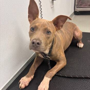 Optimus -  Staffordshire Bull Terrier and Mixed Breed Dog for Adoption in Abilene, Texas - Optimus | PetCurious