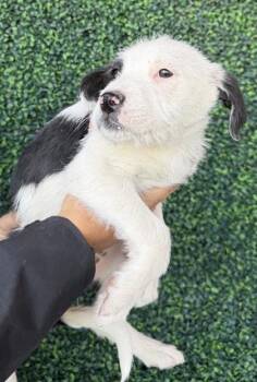 Border Collie and Terrier Dogs Available for Adoption - 60636755 | PetCurious