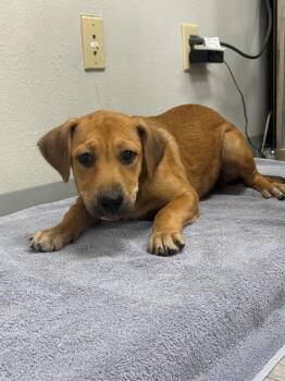 Asencia -  Labrador Retriever Dog for Adoption in Sorrento, Louisiana - Asencia | PetCurious