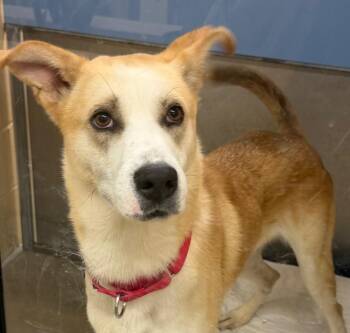 Great Pyrenees and Husky Dogs Available for Adoption in Columbia, Illinois - Max | PetCurious