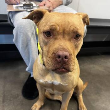 Terrier Dogs Available for Adoption - Caramel | PetCurious