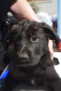 Golden Retriever and German Shepherd Dog Dogs Available for Adoption in Pahrump, Nevada - Tibbs (Mollie L582 P5) | PetCurious