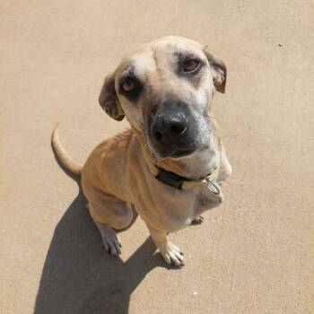 Mixed Breed Dogs Available for Adoption in Corydon, Indiana - Dolly | PetCurious