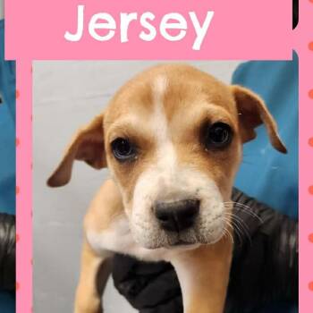 Labrador Retriever and Hound Dogs Available for Adoption in Tylertown, Mississippi - Jersey | PetCurious