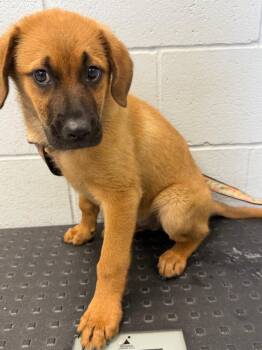 Teddy -  Pit Bull Terrier Dog for Adoption in Greenwood, Mississippi - Teddy | PetCurious