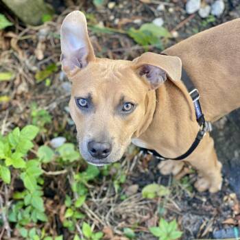 Rescue Black Mouth Cur and American Staffordshire Terrier Dogs for Adoption in Davie, Florida - Milo | PetCurious