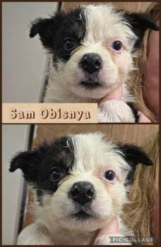 Australian Cattle Dog Blue Heeler Dogs Available for Adoption - Sam Obisanya | PetCurious